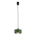 Argon 8815 - Kattokruunu johdossa TEVO 1xG9/4,5W/230V vihreä