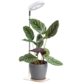 Himmennettävä LED-pöytälamppu kasvien kasvatukseen VERDI LED/5W/5V 1300K CRI 95 valkoinen