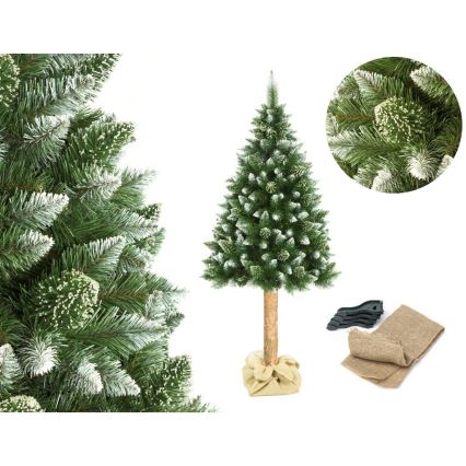 Joulukuusi rungolla 180 cm mänty