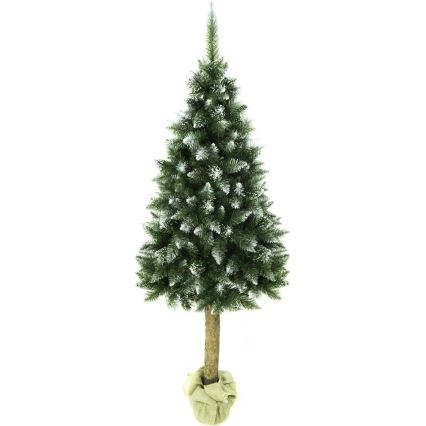 Joulukuusi runko 220 cm jalokuusi