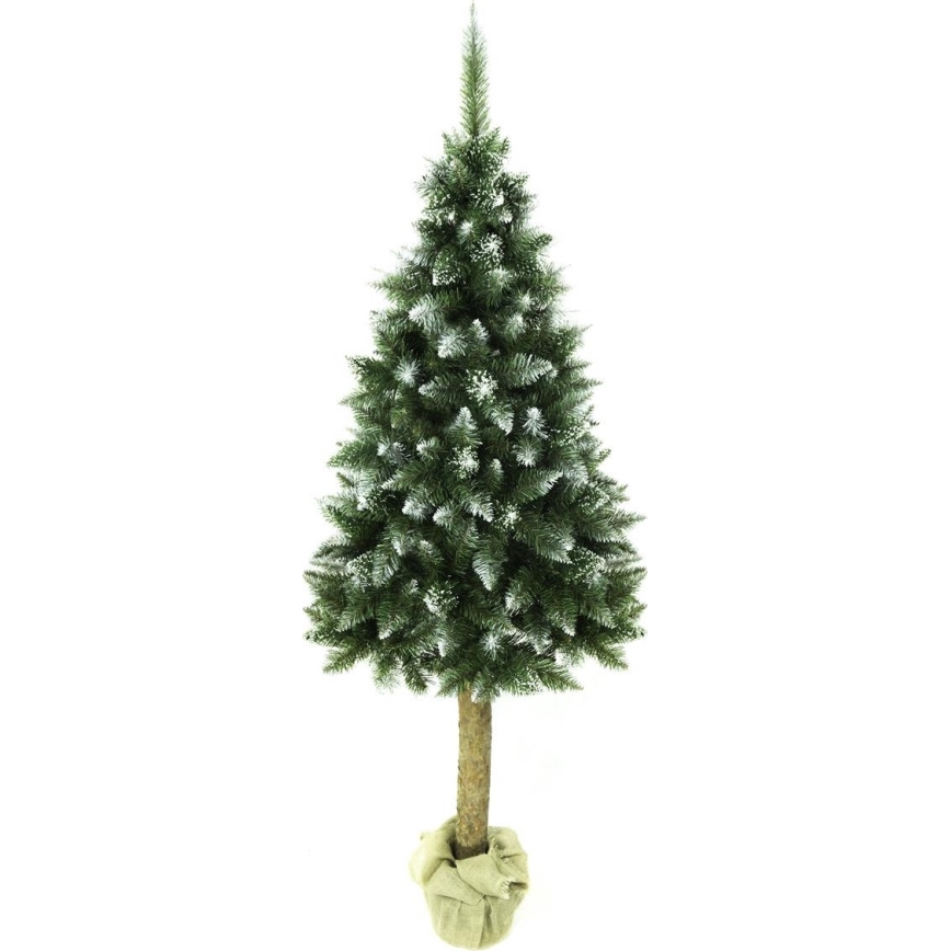 Joulukuusi runko 220 cm jalokuusi