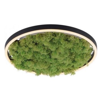 JUST LIGHT. 15391-66 - Himmennettävä LED-kattovalaisin VIHREÄ RITU LED/20W/230V
