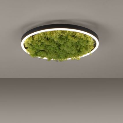 JUST LIGHT. 15391-66 - Himmennettävä LED-kattovalaisin VIHREÄ RITU LED/20W/230V