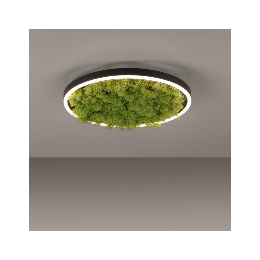 JUST LIGHT. 15391-66 - Himmennettävä LED-kattovalaisin VIHREÄ RITU LED/20W/230V