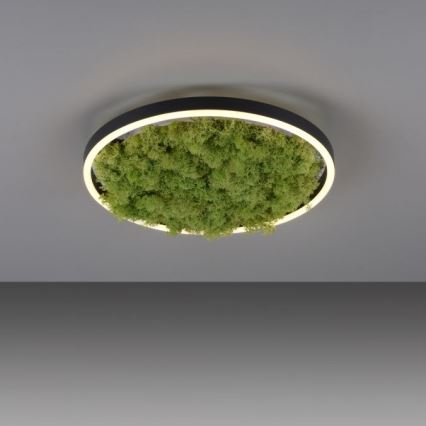 JUST LIGHT. 15391-66 - Himmennettävä LED-kattovalaisin VIHREÄ RITU LED/20W/230V