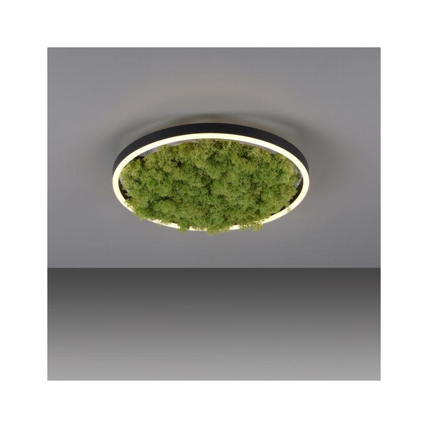 JUST LIGHT. 15391-66 - Himmennettävä LED-kattovalaisin VIHREÄ RITU LED/20W/230V