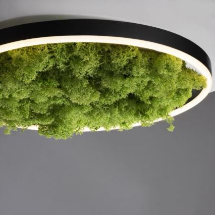 JUST LIGHT. 15391-66 - Himmennettävä LED-kattovalaisin VIHREÄ RITU LED/20W/230V
