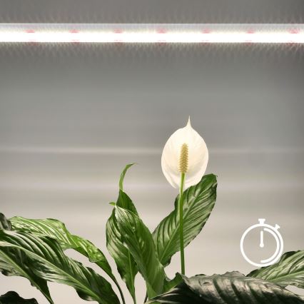 Keittiökaappien alla oleva LED-valo kasvien kasvattamiseen GROWLY LED/15W/230W