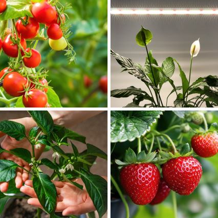 Keittiökaappien alla oleva LED-valo kasvien kasvattamiseen GROWLY LED/15W/230W