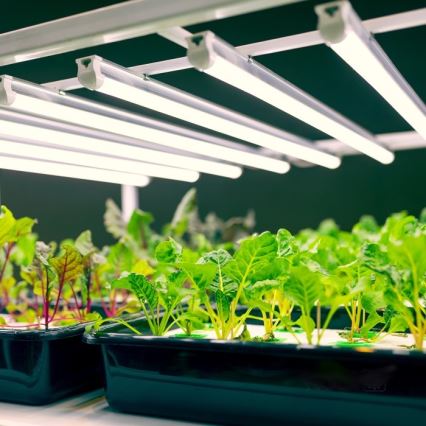 Keittiökaappien alla oleva LED-valo kasvien kasvattamiseen GROWLY LED/9W/230V valkoinen
