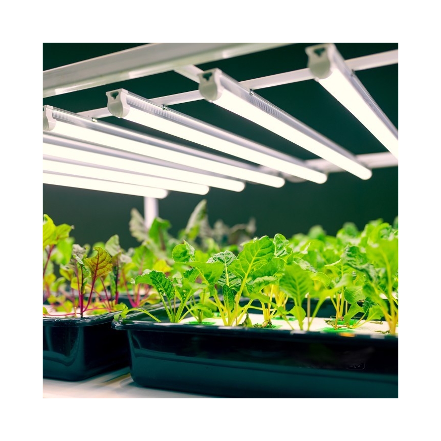 Keittiökaappien alla oleva LED-valo kasvien kasvattamiseen GROWLY LED/9W/230V valkoinen