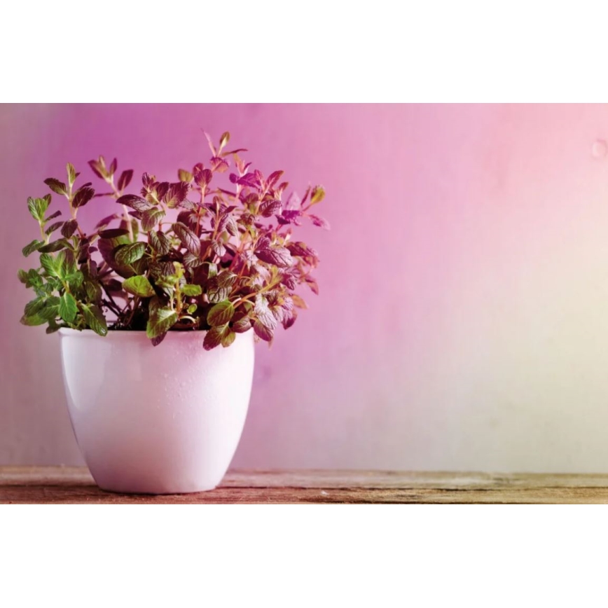LED Kasvipolttimo GROW VIHREÄ R50 E14/4W/230V - Paulmann 28734