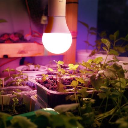 LED Kasvipolttimo PLANTY E27/11W/230V 1200K valkoinen
