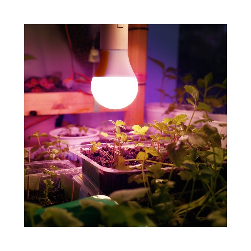 LED Kasvipolttimo PLANTY E27/11W/230V 1200K valkoinen