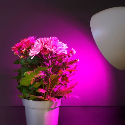 LED Kasvipolttimo PLANTY E27/11W/230V 1200K valkoinen