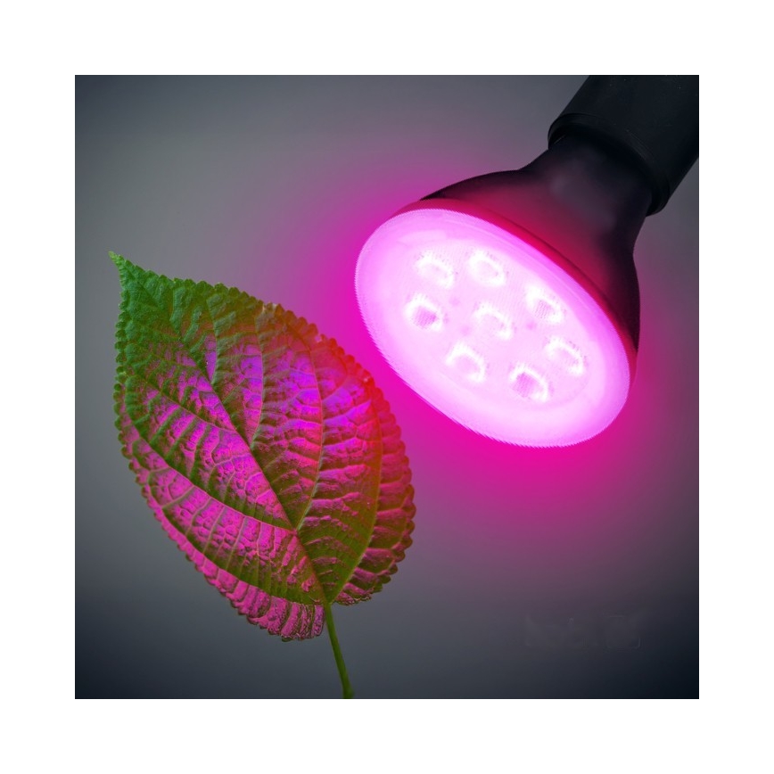 LED Kasvipolttimo PLANTY E27/7W/230V 1200K musta