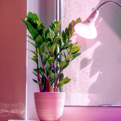 LED Kasvipolttimo PLANTY E27/7W/230V 1200K valkoinen