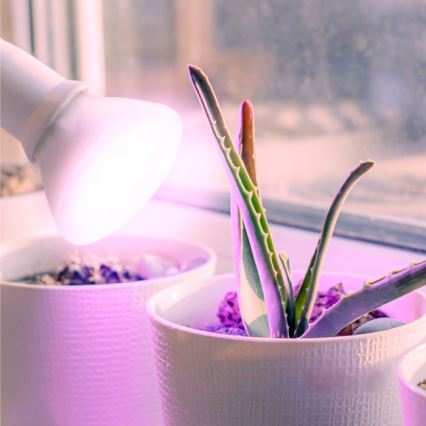 LED Kasvipolttimo PLANTY E27/7W/230V 1200K valkoinen