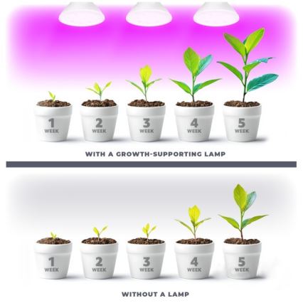 LED Kasvipolttimo PLANTY E27/7W/230V 1200K valkoinen