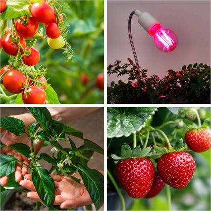LED Kasvipolttimo PLANTY E27/8W/230V 1200K