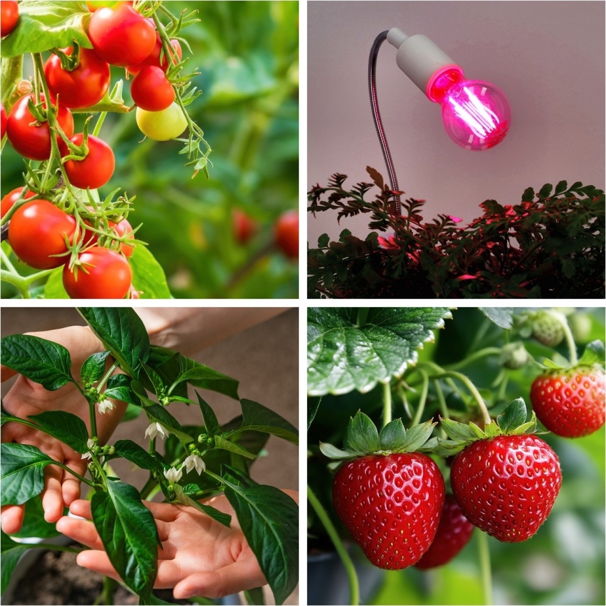 LED Kasvipolttimo PLANTY E27/8W/230V 1200K