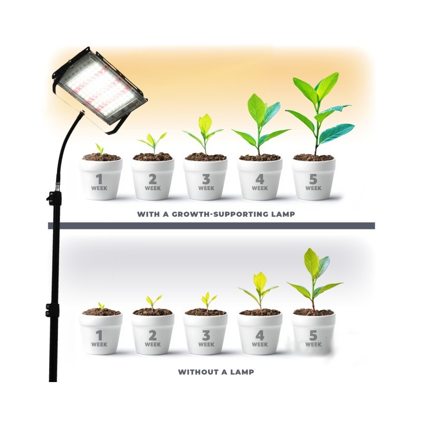 LED Valonheitin jalustalla kasvien kasvattamiseen FIRON LED/45W/230V IP54 musta