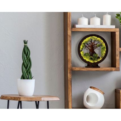 Li-Go 23604/DUB2 - LED himmennettävä pöytäkoriste LED/12W/230V 20x22 cm tammi/sammal ja puu