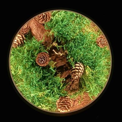 Li-Go 23654 - Himmennettävä LED-pöytävalaisin LED/12W/230V 20x22 cm pähkinä/Sammalinen asetelma