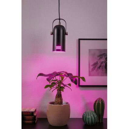 Paulmann 79766 - LAVEA-riippuvalaisin vaijerilla, 1x E27/15W, 230V, musta